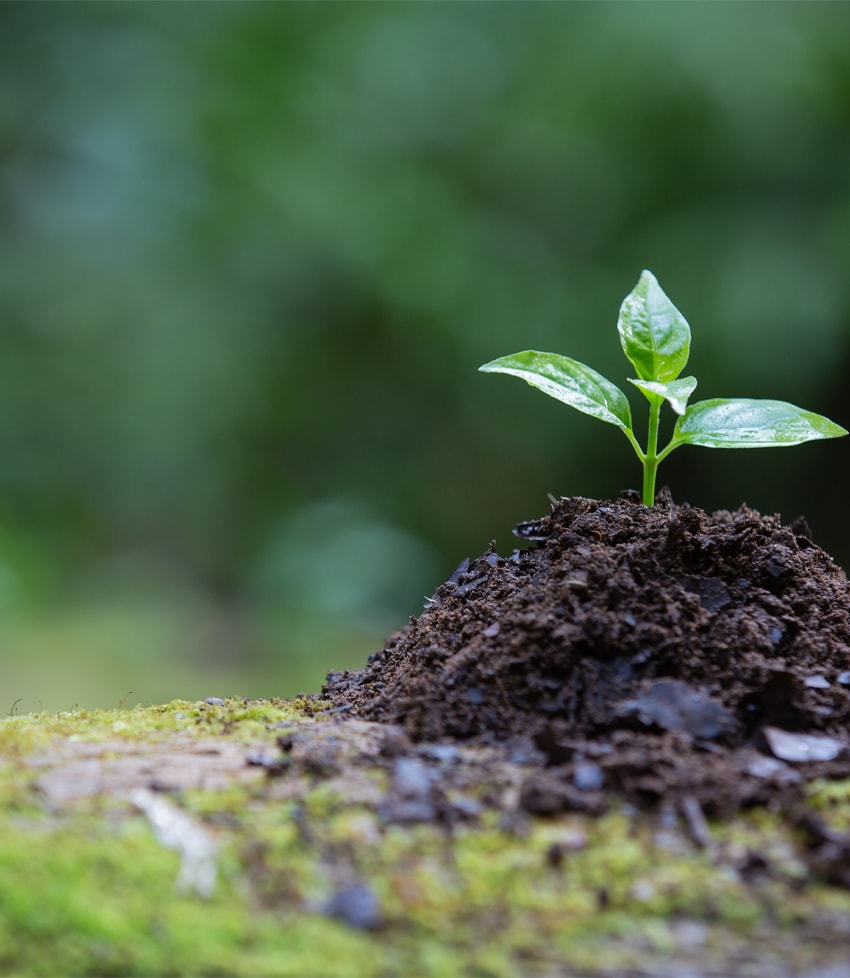 WS50Bachelor Of Plant Resource Science And Management